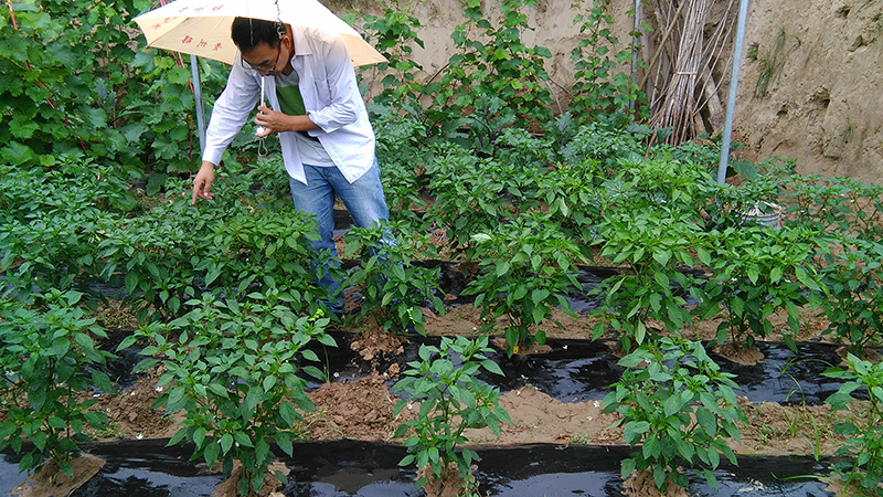 4%赤黴酸乳油在（zài）辣椒上的藥效試驗(圖2)