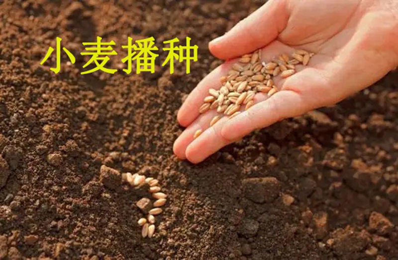 植保（bǎo）知識（shí）——冬（dōng）小麥播種五大（dà）關鍵技術(圖1)