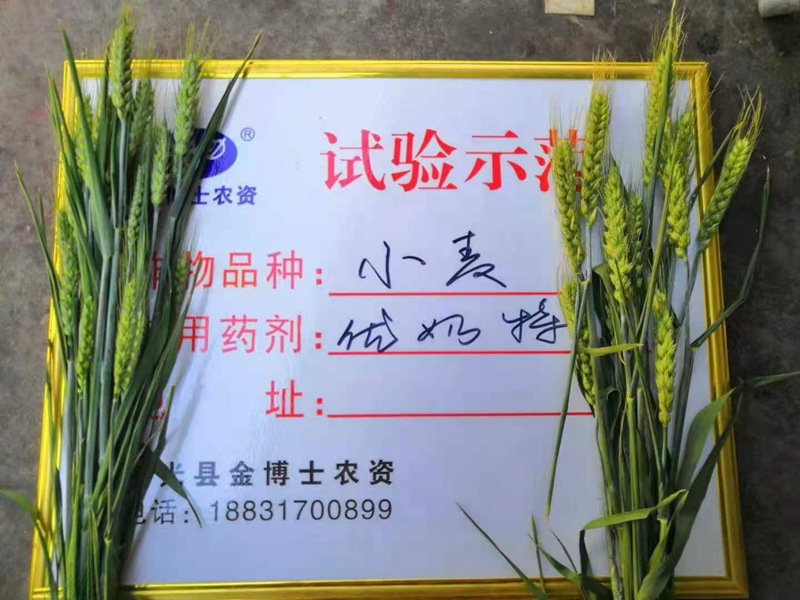 小麥已進入打包抽穗發育階（jiē）段 提質增產防病防蟲已經開始啦(圖2)