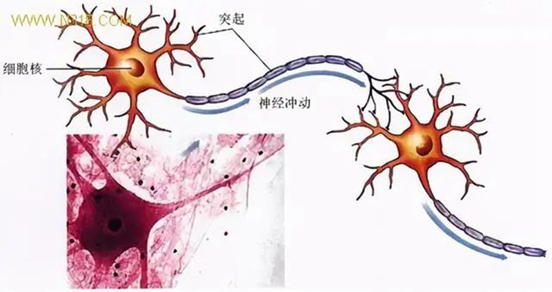 生物農藥連續使（shǐ）用會不（bú）會產生抗藥性？(圖1)